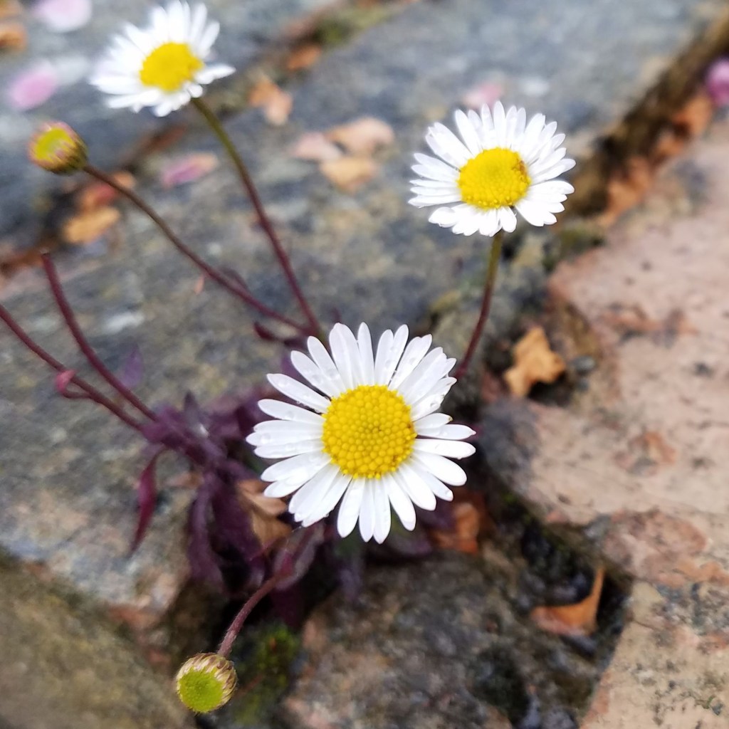 small white flowers bloom out of bricks